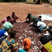 Triage des amandes de karité après lavage
